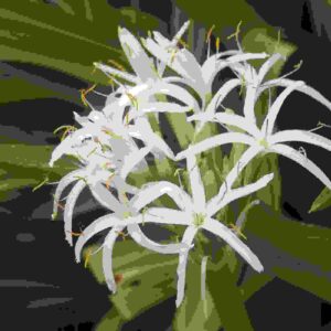 Grand Crinum Lily