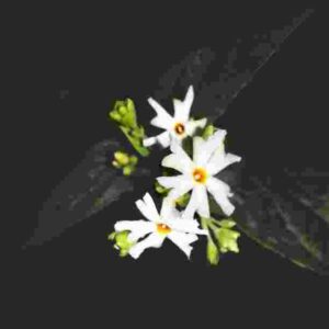 Night Flowering Jasmine