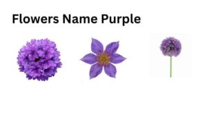 Flowers Name Purple