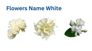 Flowers Name White